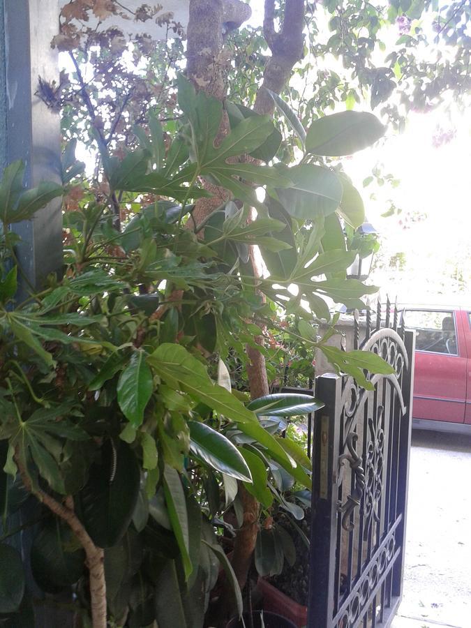 Apartmani Lalo Jankovic ストモレ エクステリア 写真